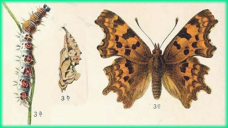 Grafik aus K. Eckstein "Die Schmetterlinge Deutschlands" 1913