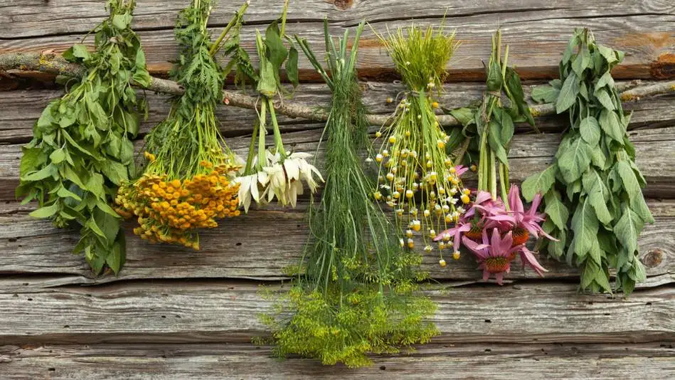 Heilpflanzen - Lavendel - Ringelblume - Salbei - Kamille - Ringelblume - Schafgarbe - Johanniskraut - Zitronenmelisse - Echinacea - Thymian – Pfefferminze - Sonnenhut - Kräuter für Teemischung, Salben, Cremes, ätherische Öle