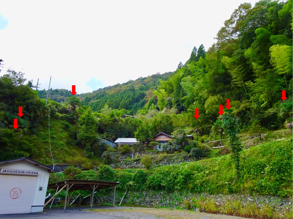 岩子さんの通った上成尋常小学校の裏山に生えるシュロ（赤い矢印）