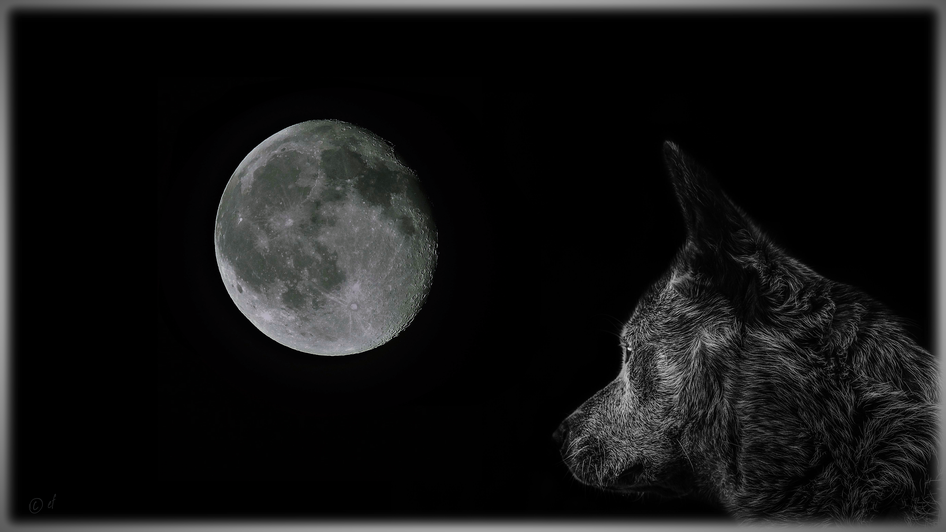 Der "Wolfsmond" (Eine von der HP-Herausgeberin zusammengestellte Fotocollage aus zwei Bildern: 1. Foto: Vollmond von HP-Herausgeberin & 2. Foto: Hund von Matej)