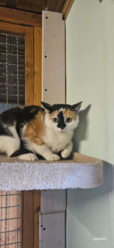 😻