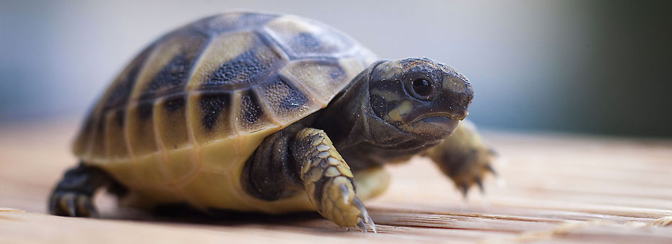  A Tortoise which is maybe in juvenile age / Corpulent the solid shell on the back /  Beautifully animalistic creature & sightseeing for us humans