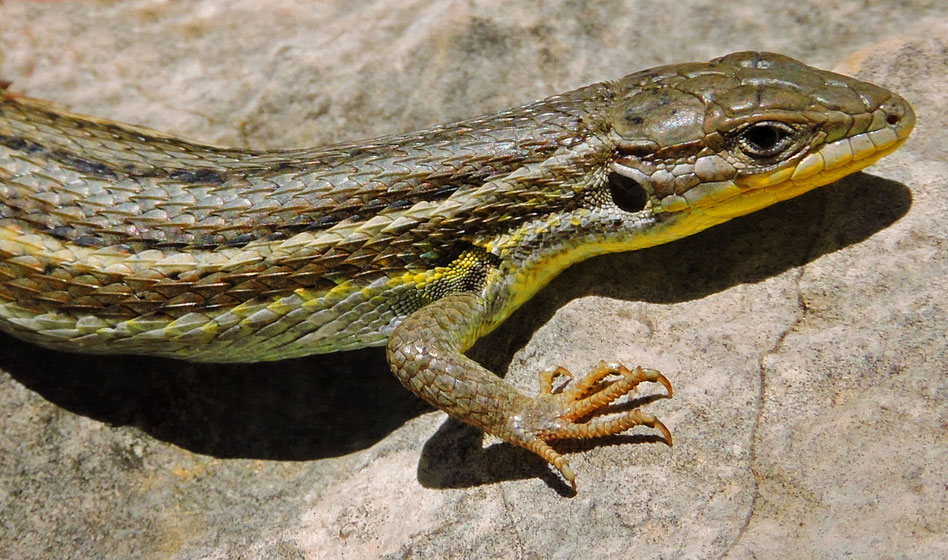 Psammodromus algirus. Linaje oriental. Sot de Chera (Valencia). © V. Sancho 2014.