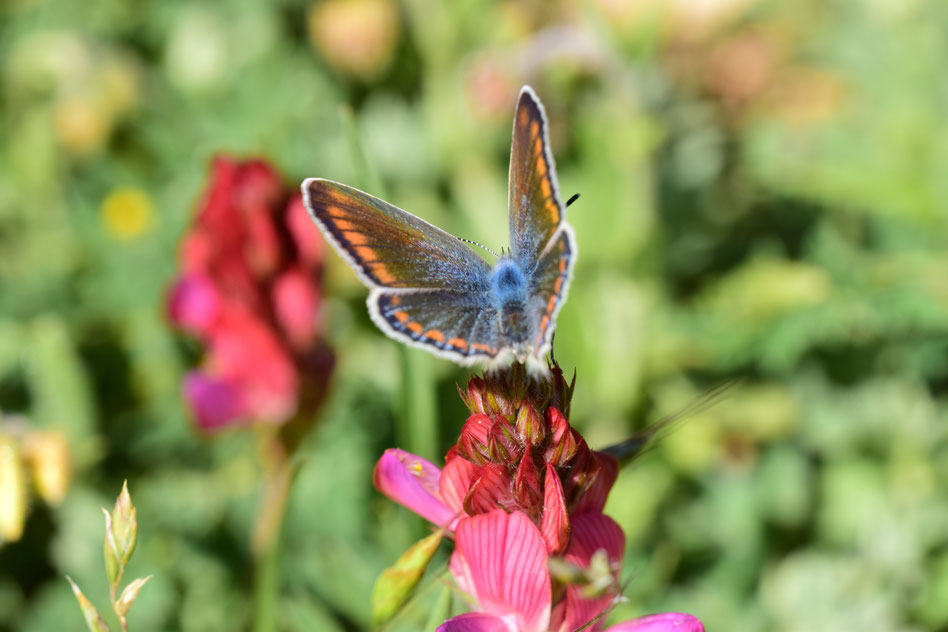 Femelle avers de l'Argus bleu roi du Maroc dans le Moyen Atlas central, © Frédérique Courtin-Tarrier 