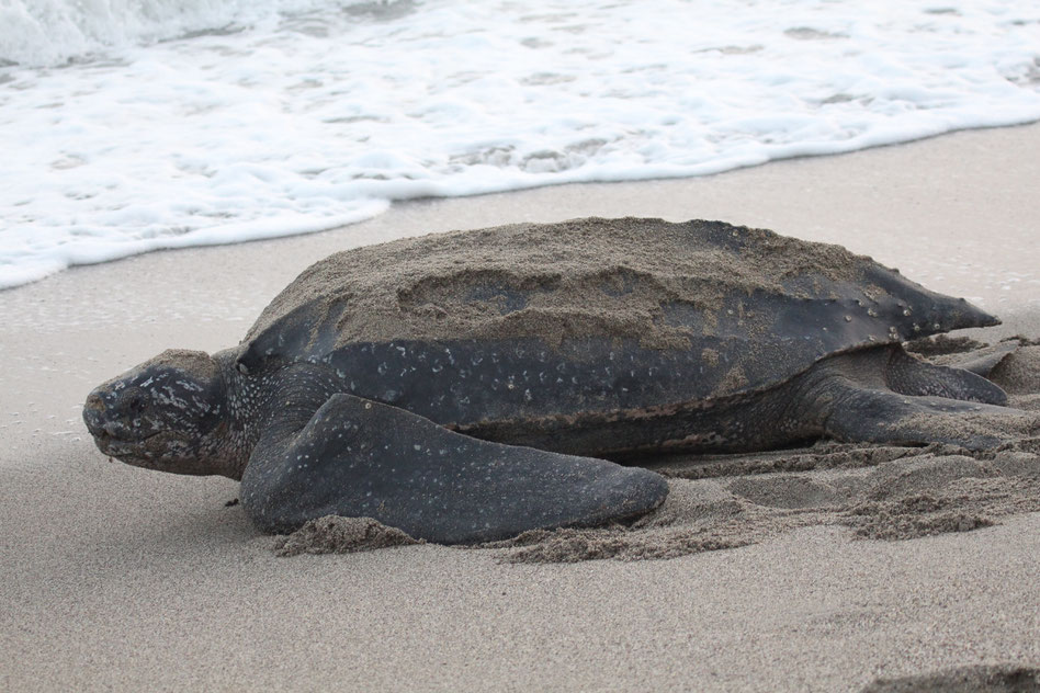 Turtle On a Shore of a Ocean / Shell Really Embedded With Sandy Particles / Civilization of A Fauna & Animalistic View Just Formidable & Nature Splendid / Let's Name this Turtle Leonardo