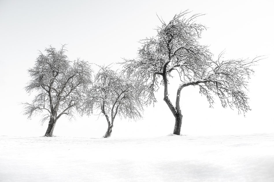 Bild von drei Apfelbäumen bei Schnee