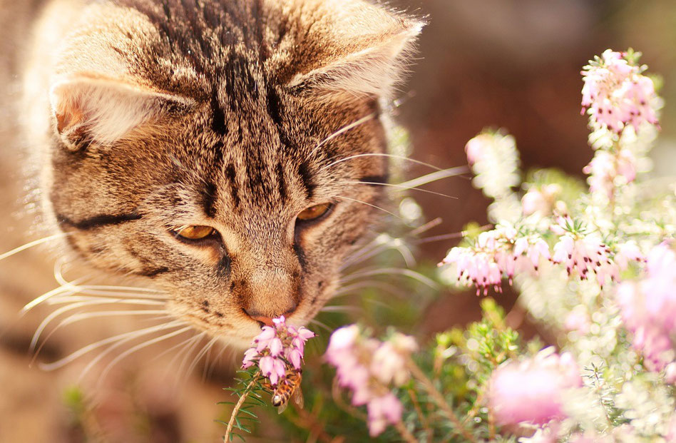 Katzen fehlen bestimmte Enzyme im Körper, um ätherische Öle verstoffwechseln zu können. Daher bitte niemals zu Hause "herumexperimentieren", sondern immer einen fachkundigen Rat einholen. Bild : Pixabay /  Chiemsee2016