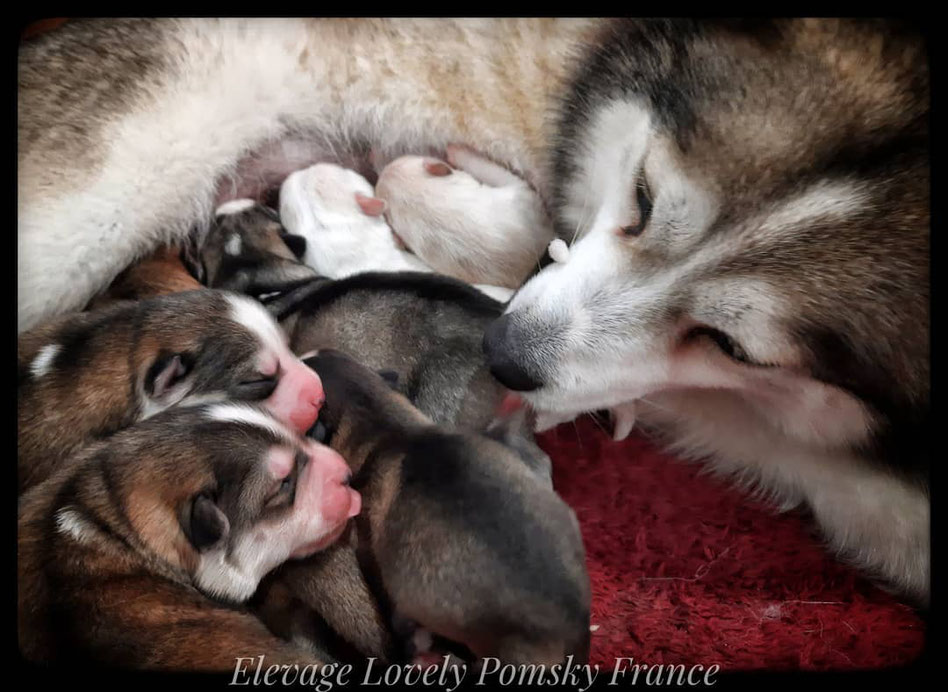 Premier Elevage De Pomsky Familial En France Elevage Lovely Pomsky France Premier Elevage De Pomsky Familial En France Elevage Lovely Pomsky France