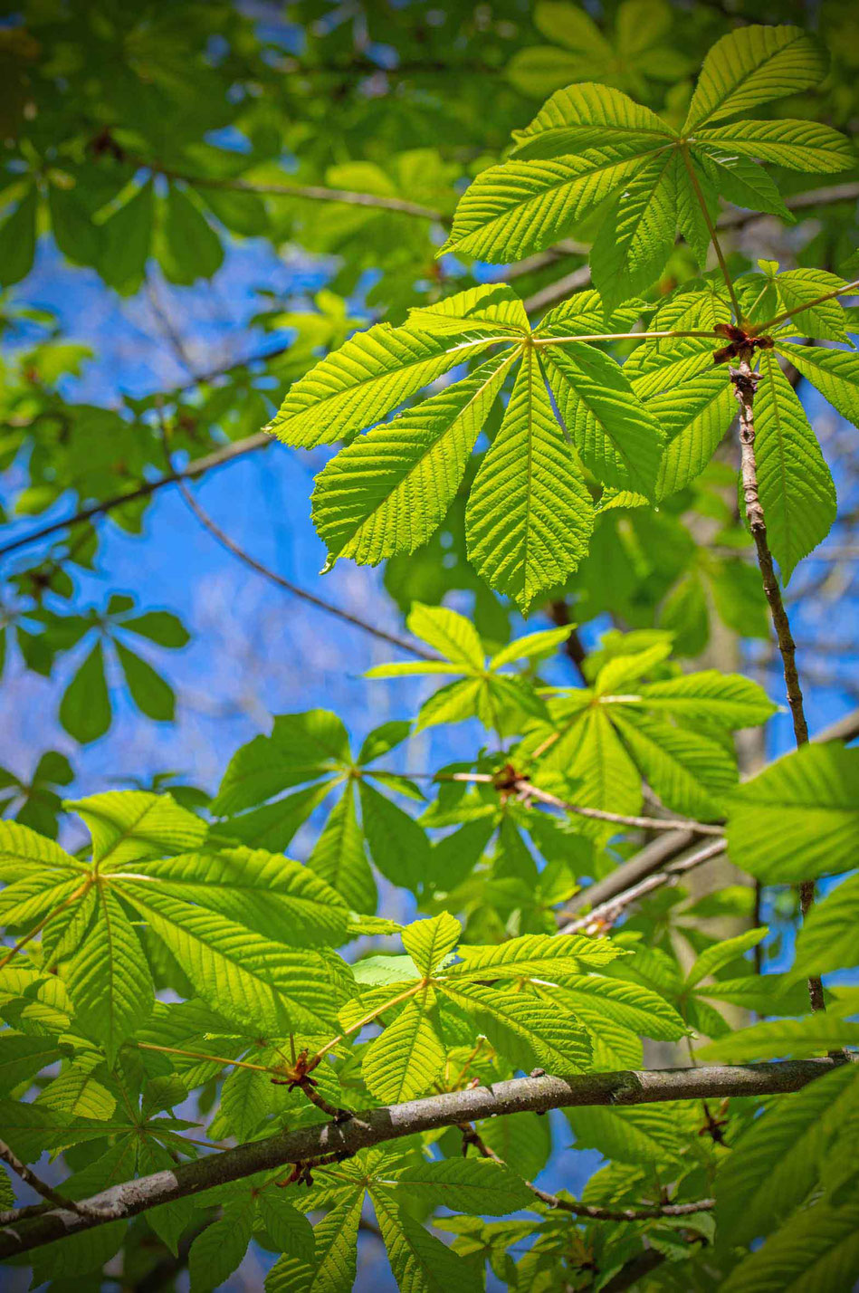 Rosskastanie, Kastanie, Tinktur, Blüten, Aesculus hippocastanum, Venenleiden, Krampfadern, Heilpflanzen, Wildpflanzen, selbermachen, diy