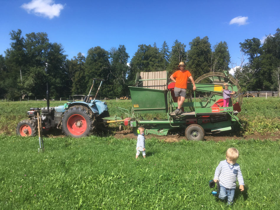 Bei der Ernte halfen alle mit, nach großen Eifer war bei den jüngsten bald was anderes interessanter