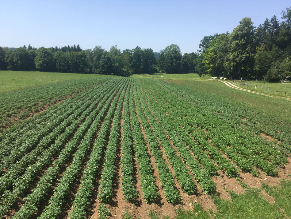 Ende Juni standen die Kartoffeln in voller Pracht