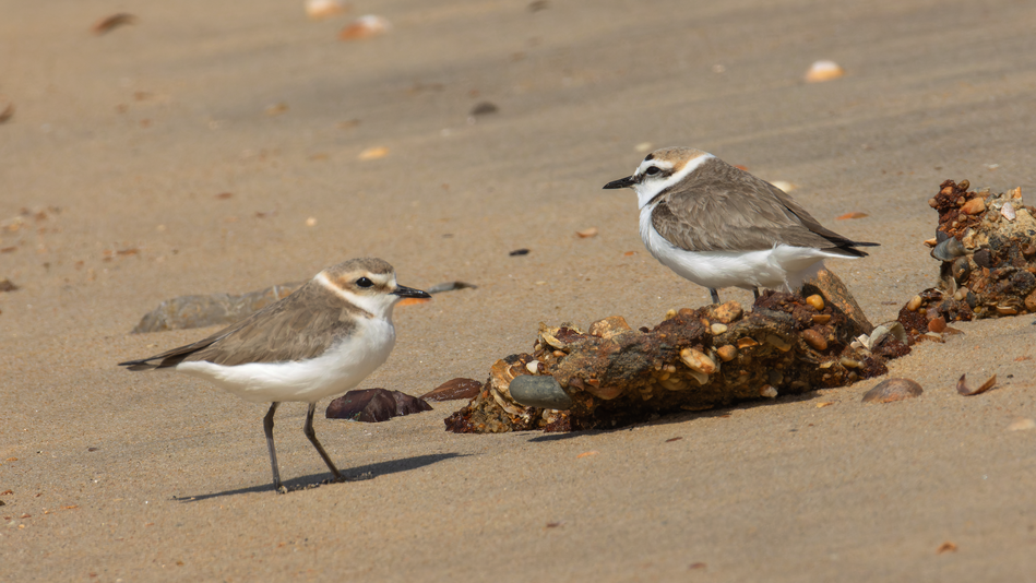 Seeregenpfeifer W vorne links, M hinten rechts..