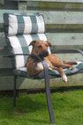 Tilly the dog, sunning herself in a comfy garden chair.