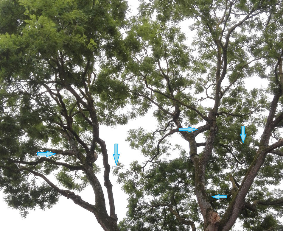 CHESNET ELAGAGE - Haubanage d'un sophora - SAINT DOULCHARD (18)