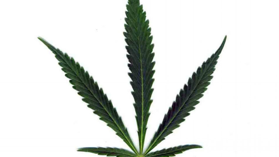 Ein Cannabis Blatt der Sorte Ruderalis
