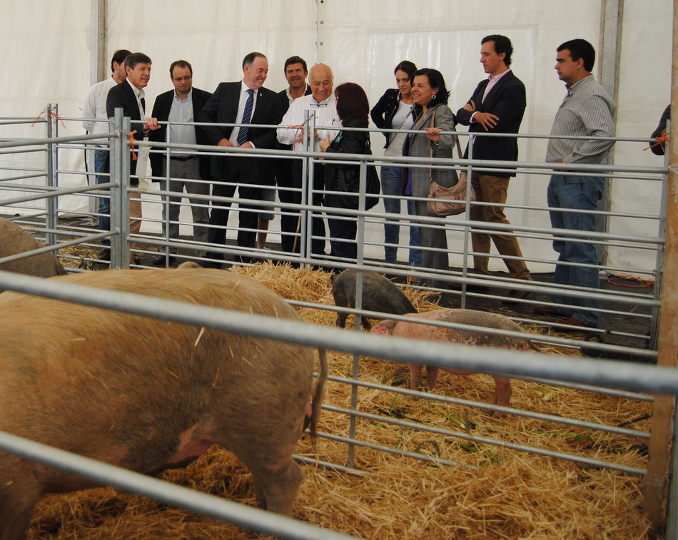 El Alcalde de Siero, Martínez Llosa, la consejera de Agroganadería y R.A. María Jesús Álvarez, y diferentes políticos de diversos partidos visitaron la carpa del gochu asturcelta