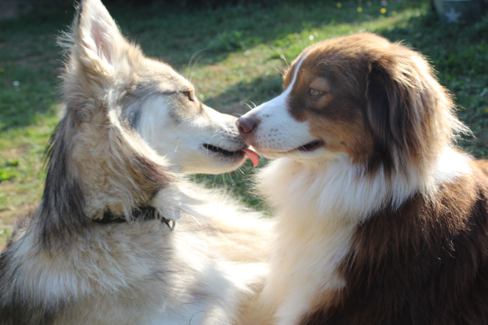 Hundebetreuung, Hundepension Schaffhausen