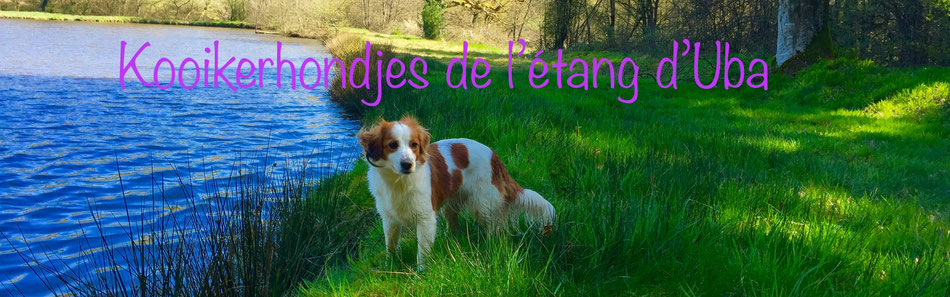 Site de kooikerjinny !