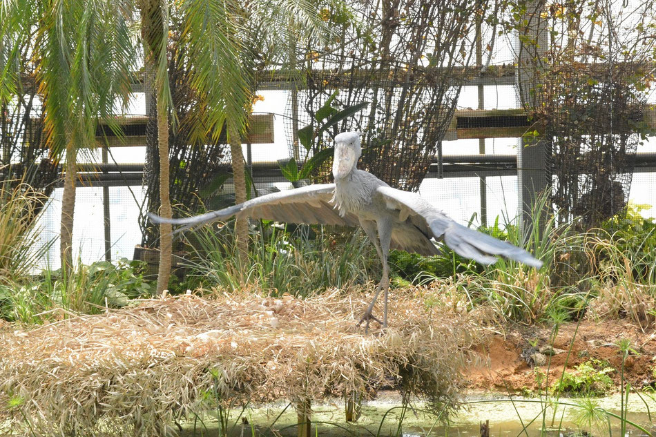 ハシビロコウ アジア地域で初の繁殖に挑戦 4/23 新エリア”Big bill”オープン kobetrip ページ！