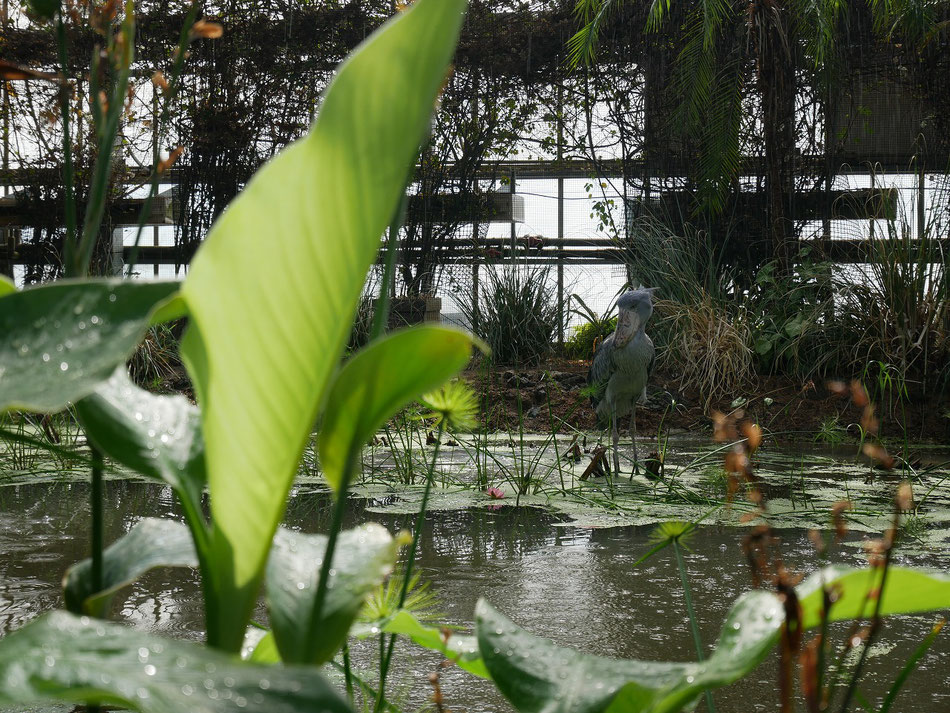 「Bog bill」での様子。パピルスに自生する植物が生い茂る。雨は人工降雨で雨季を再現