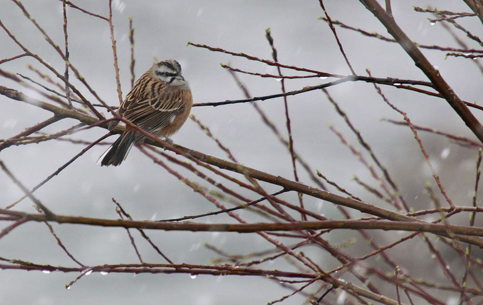 Zippammer, Muotathal, 03.2014