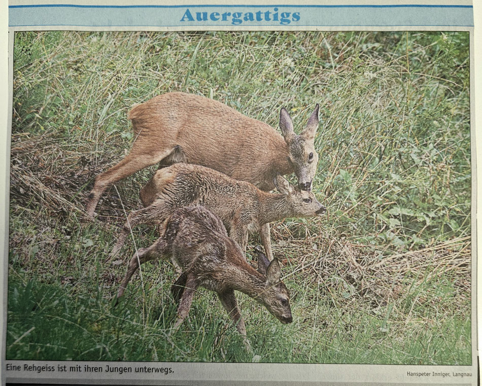 Dieses Foto wurde am 21. August 2025 in der Wochenzeitung Emmental und Entlebuch veröffentlicht.