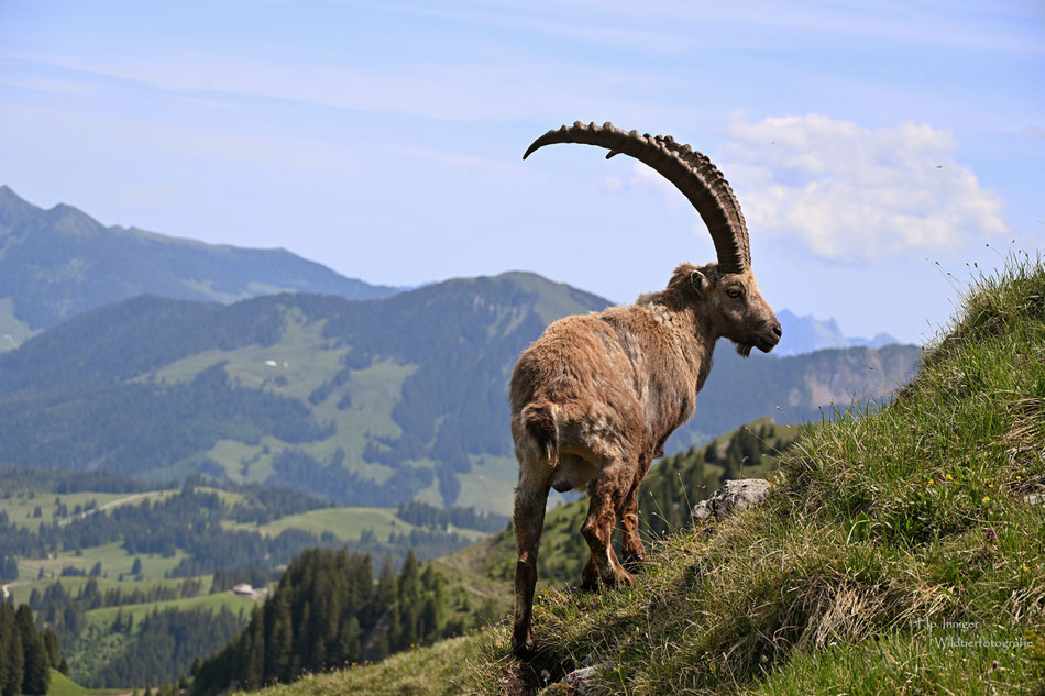 Steinbock