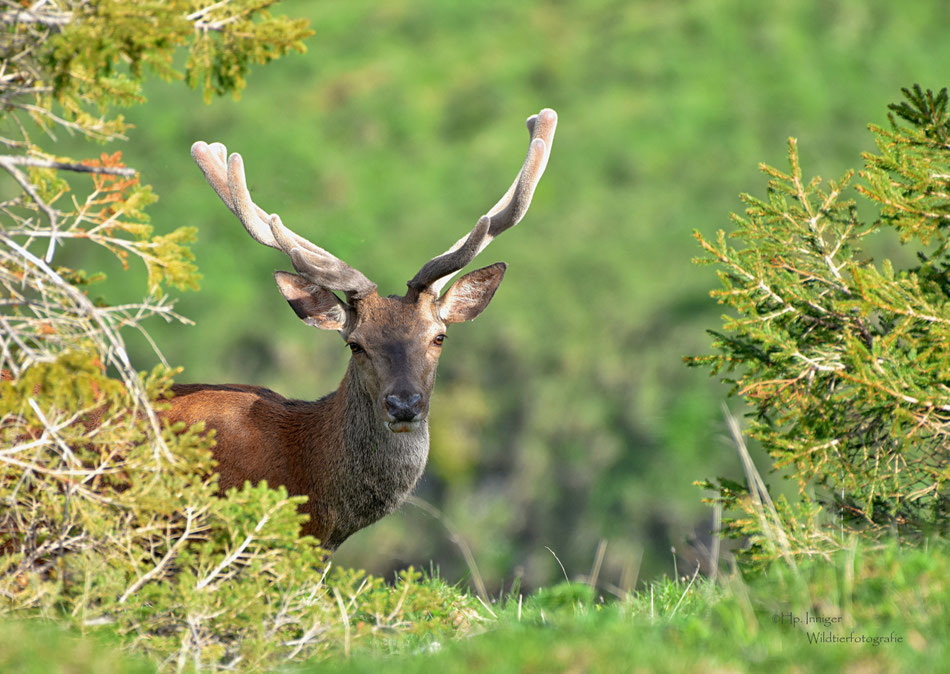 Hirsch