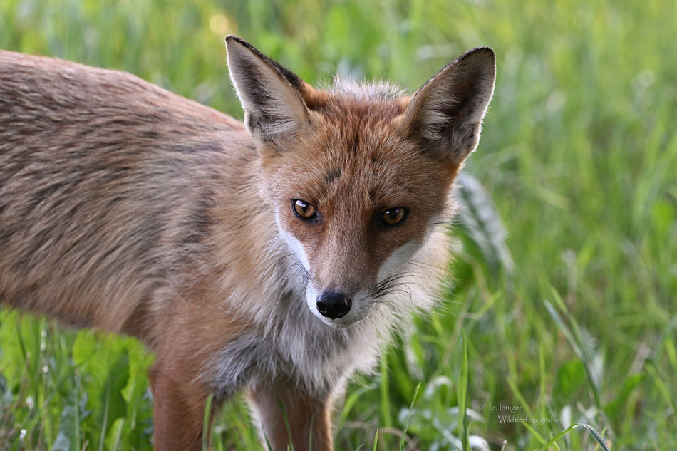 Fuchs 
