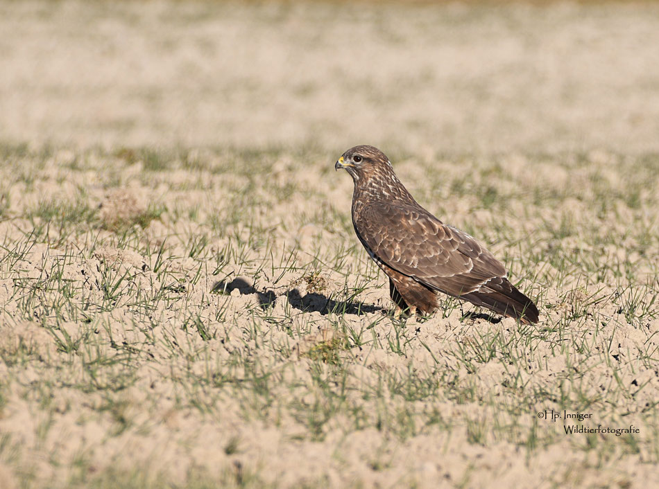 Mäusebussard