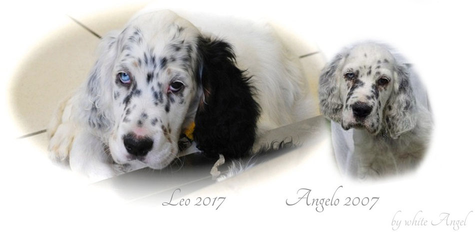 Leo geboren 2017 und Angelo geboren 2007. Beide haben ein strahlend blaues Auge. 