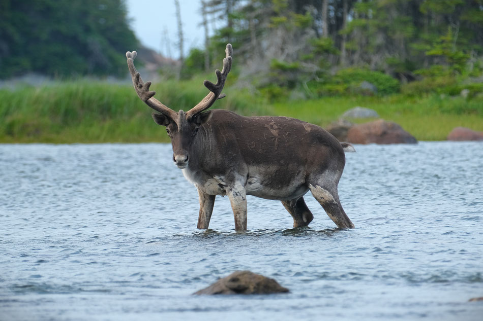 Karibu - wer staunt mehr? Er oder wir?