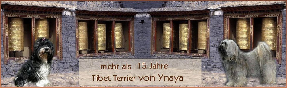 ynaya-tibet-terriers Webseite!