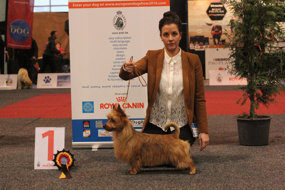 Australian Terrier von den Grauen Anfurten