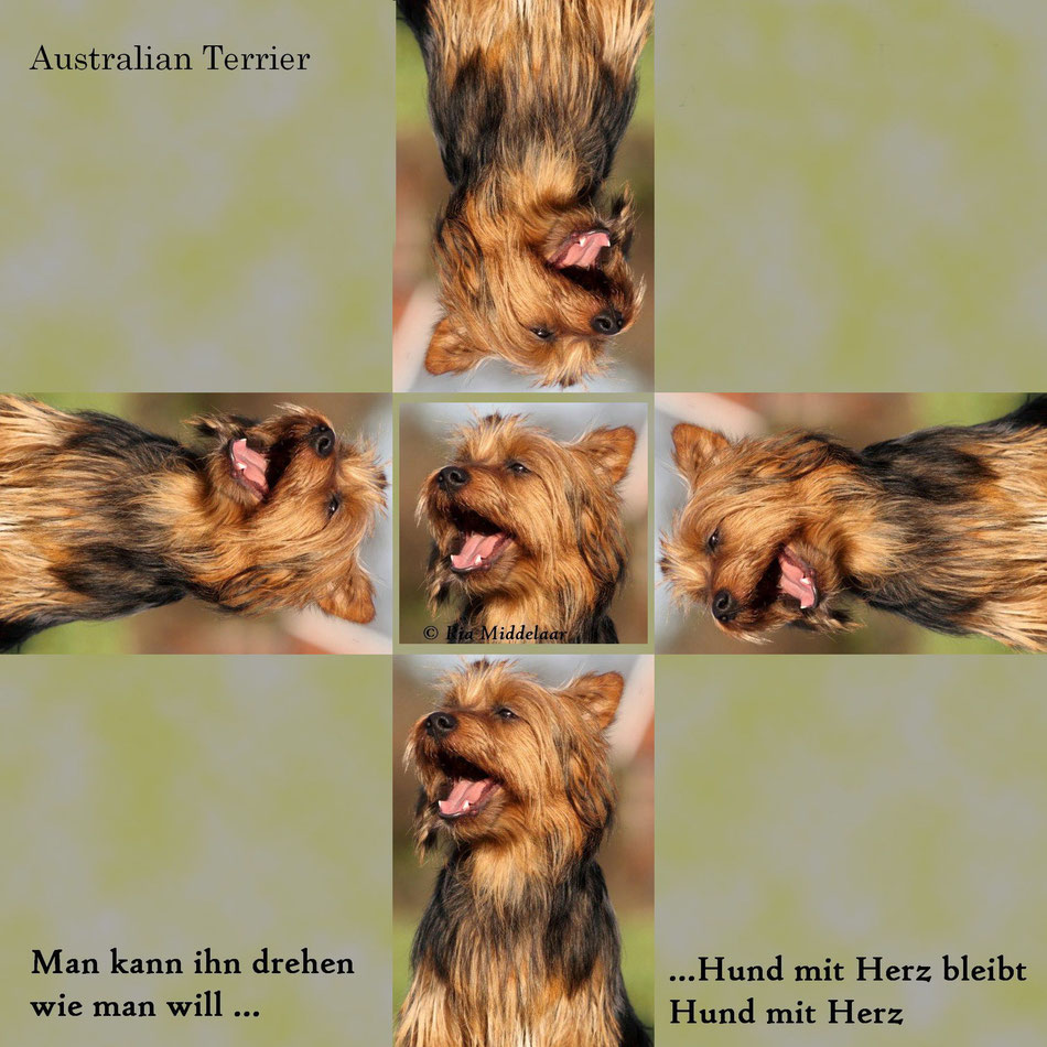 Australian Terrier www.von-den.grauen anfurten.nl
