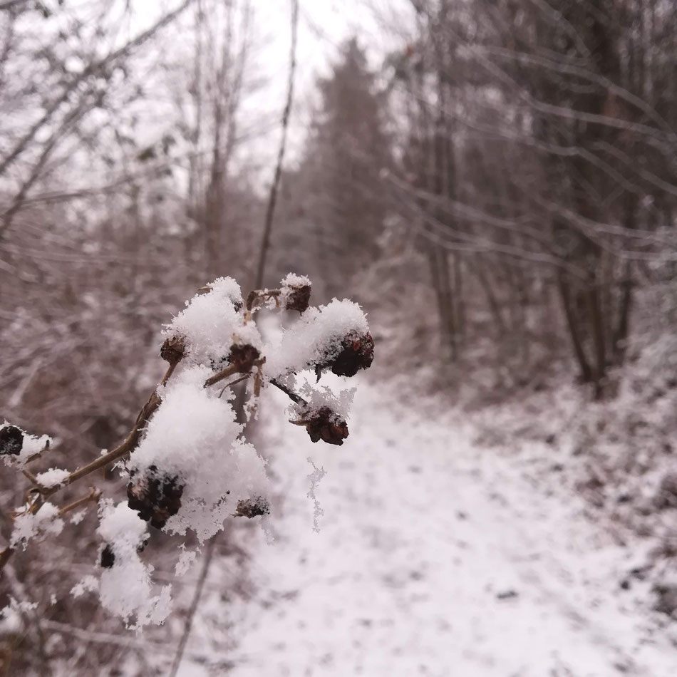 Mûres en manteau blanc