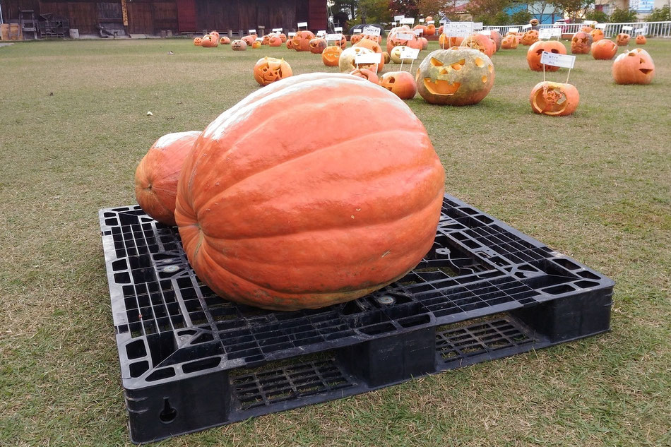 ハロウィンinあさひ　重さ当てクイズ　最重量は65kg