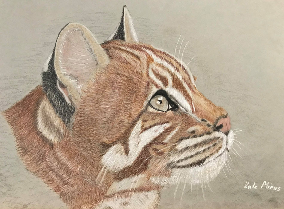 Junge Goldkatze , Zeichnung K.Mirus https://www.facebook.com/wildbeautyart/