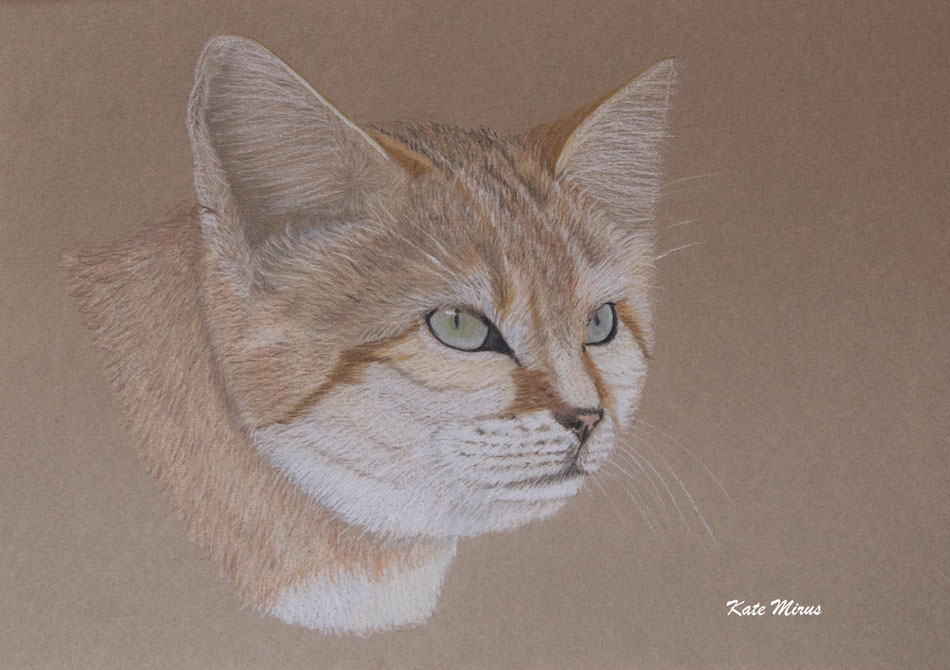 Sandkatze - Zeichnung K. Mirus https://www.facebook.com/wildbeautyart/