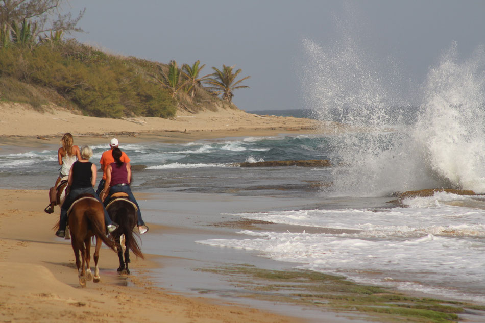 Puerto Rico Beach Horseback Riding