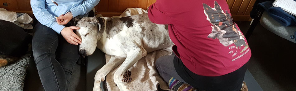 Tierphysiotherapeut Claudia Ewald bei der Behandlung mit Massage zur Schmerzlinderung von älterer Deutscher Dogge 