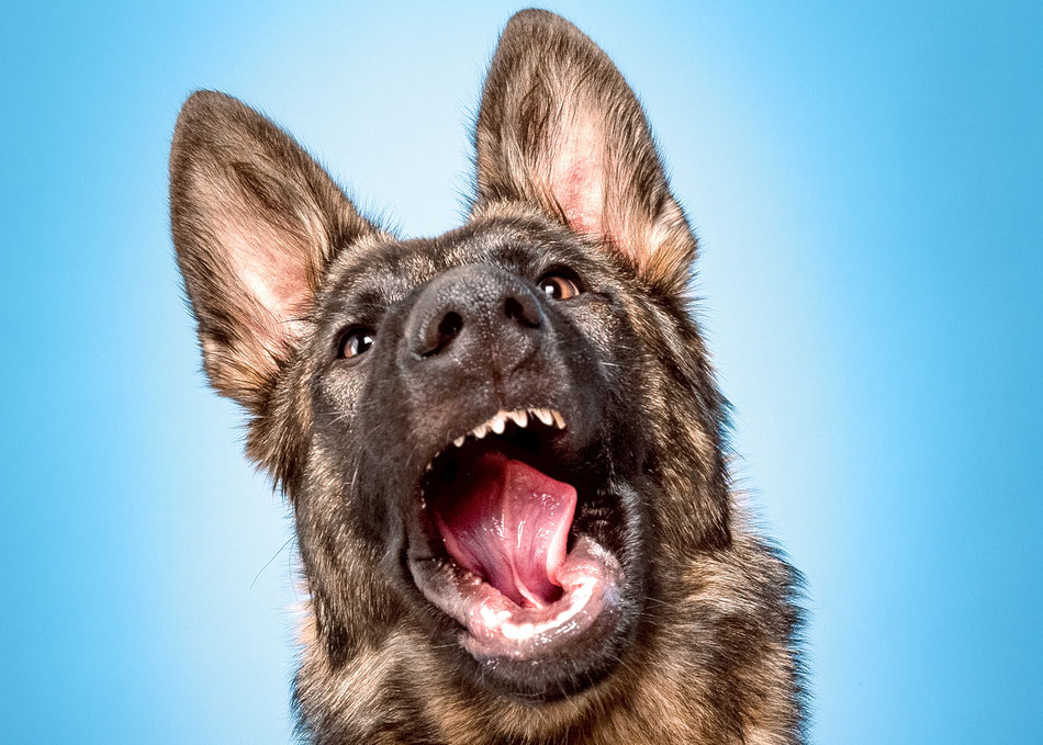 Deutscher Schäferhund der mit offenem Maul in die Kamera schaut und alles über Behandlungskosten für Physiotherapie für Hunde und Katzen berichtet
