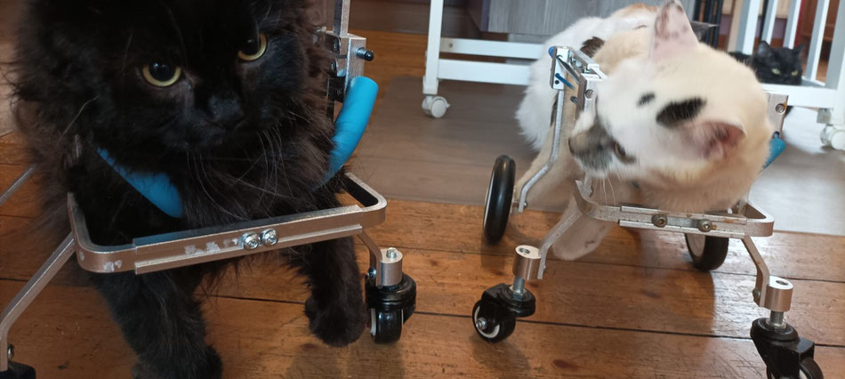 Physiotherapie für Katzen. Schwarze und weiße gelähmte Katzen im Rollstuhl nach Neurologischer FIP EErkrankung
