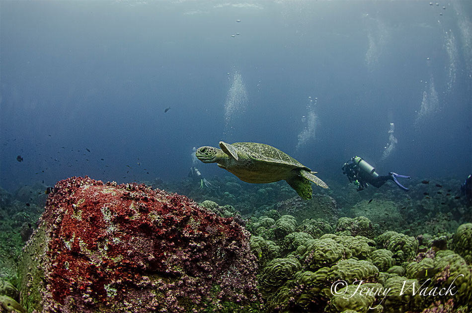 This image depicts a serene underwater scene with a sea turtle gracefully swimming near the ocean floor. The turtle is positioned to the right, slightly above a rocky outcrop covered with marine growth.