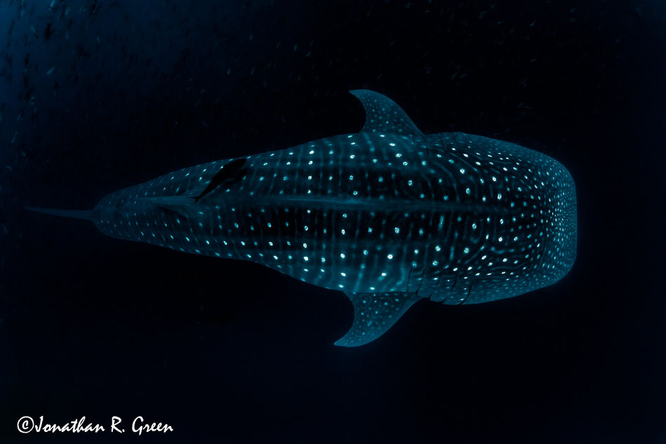  A whale shark gliding gracefully through the dark ocean waters, illuminated by the speckled pattern of light reflecting off its skin.