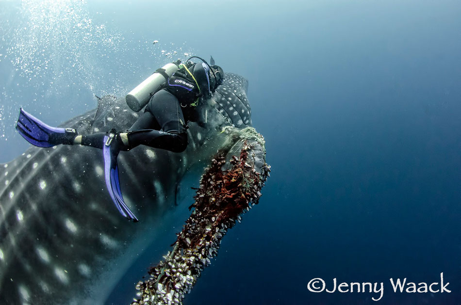 Jonathan R Green frees a whale shark from a large fishing net that was wrapped around its fin