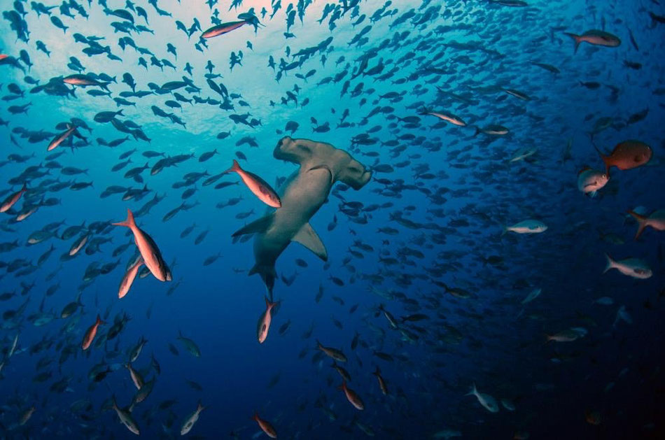 Galapagos Shark Diving - Tiburón martillo en las islas Galápagos