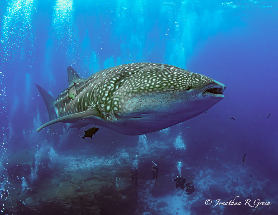 Adult female whale shark swimming above a group of divers in the Galapagos Islands.