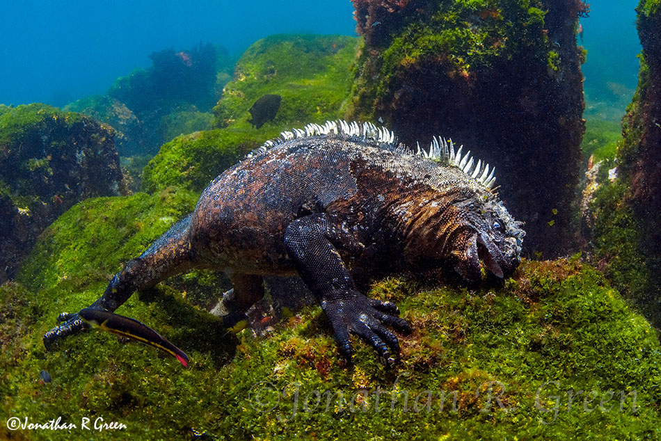 A marine iguana eating green algae off of a rock seen while scuba diving in the Galapagos Islands