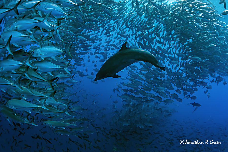 A dolphin swimming surrounded by thousands of fish in the Galapagos Islands